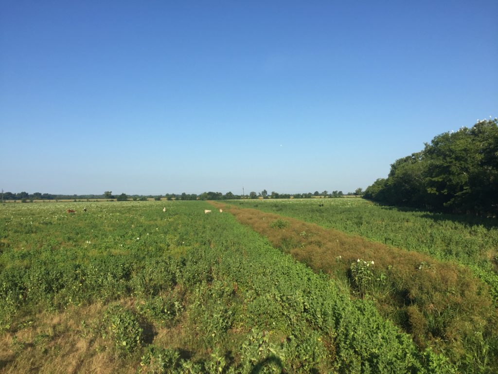 Bluewing-Civil-Bayou-Pierre
